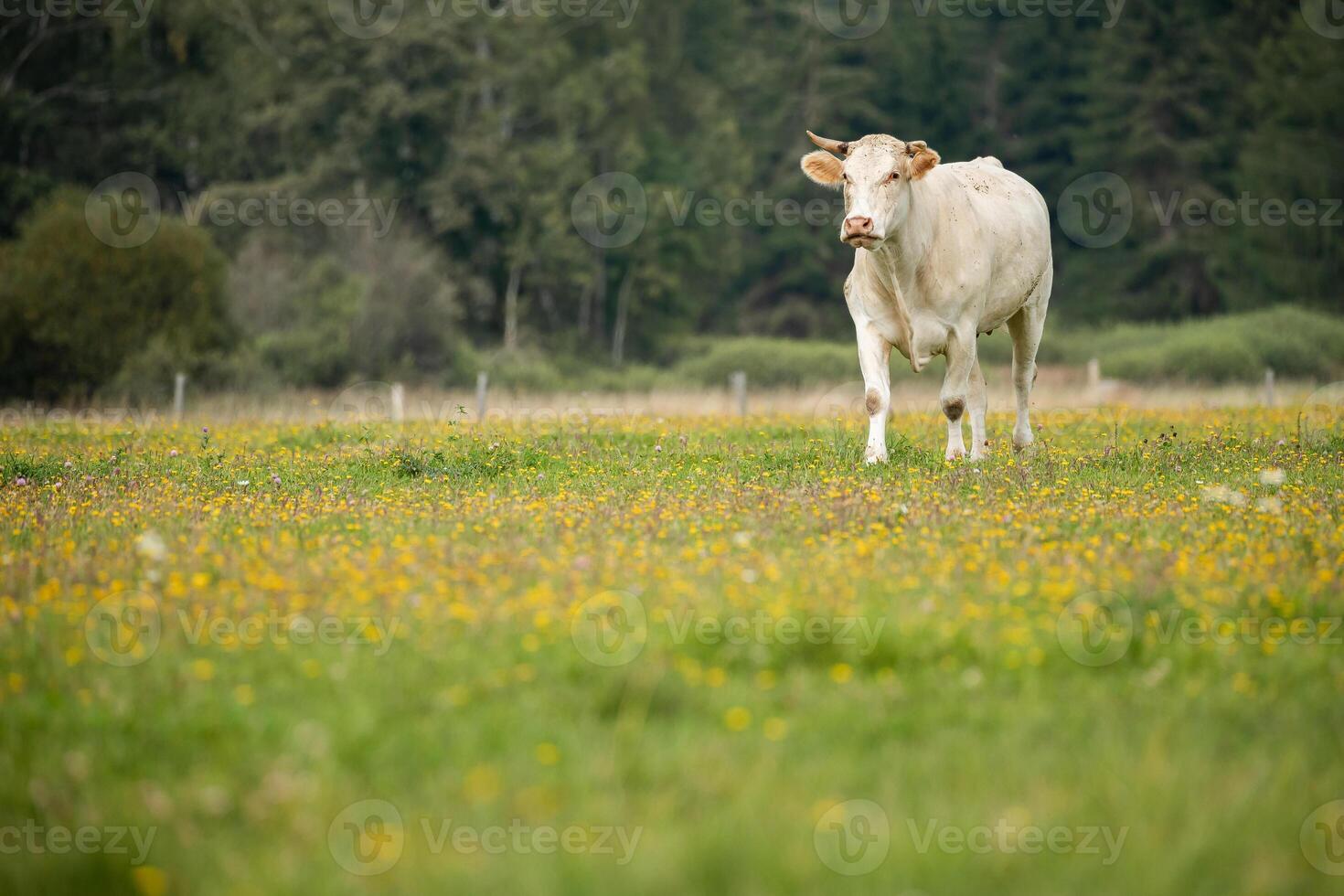 A white cow stands calmly in a grassy field dotted with wildflowers, surrounded by trees under a cloudy sky. photo