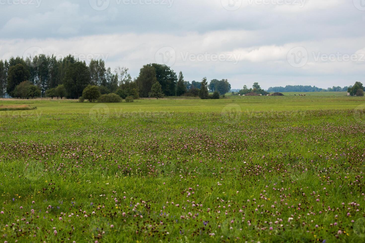 wide, open field covered with clover blossoms under a cloudy sky, with a tree line in the distance. photo