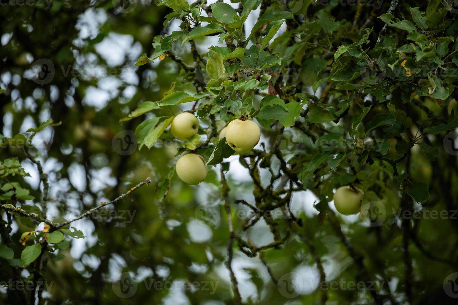 Green apples hanging from branches, surrounded by leafy green foliage, on a tree. photo