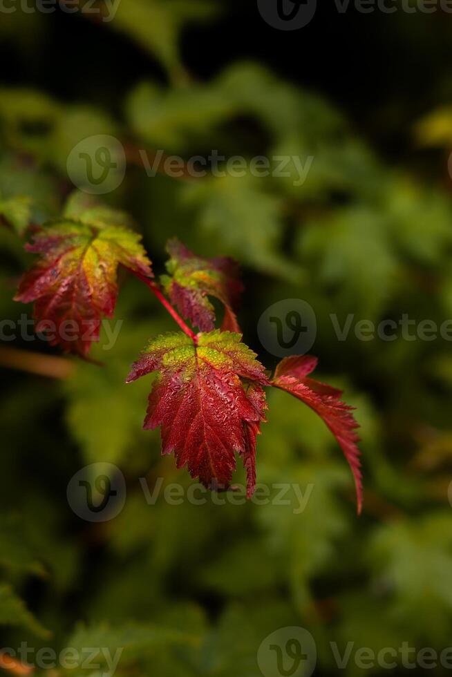 Close Up of Leaves Transitioning from Green to Deep Red photo