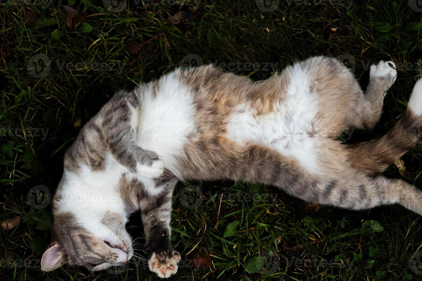 A grey cat lies on the grass, gazing up with wide eyes, surrounded by a natural environment of green grass and fallen leaves photo