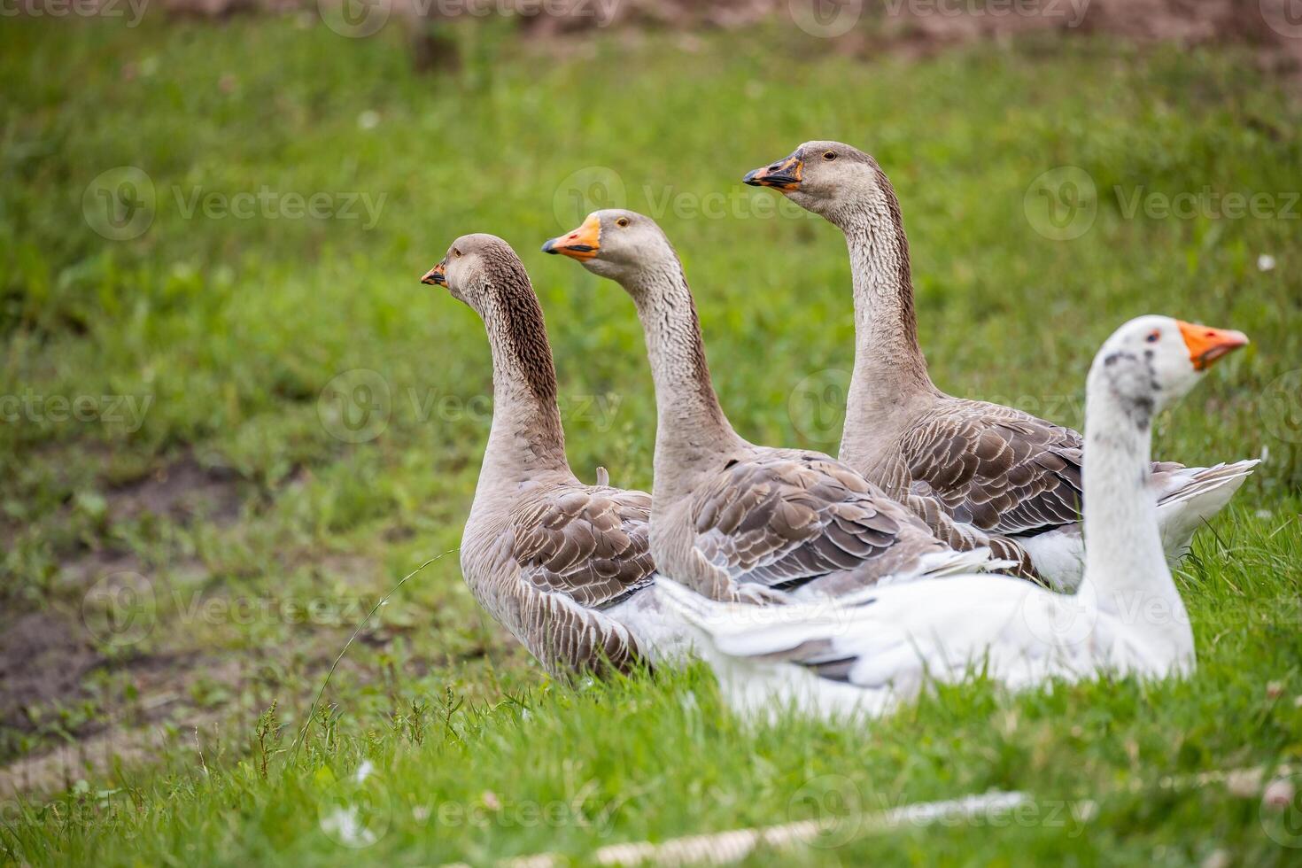 Side view of a group of geese standing and resting on a grassy field, with one white goose in the foreground. photo
