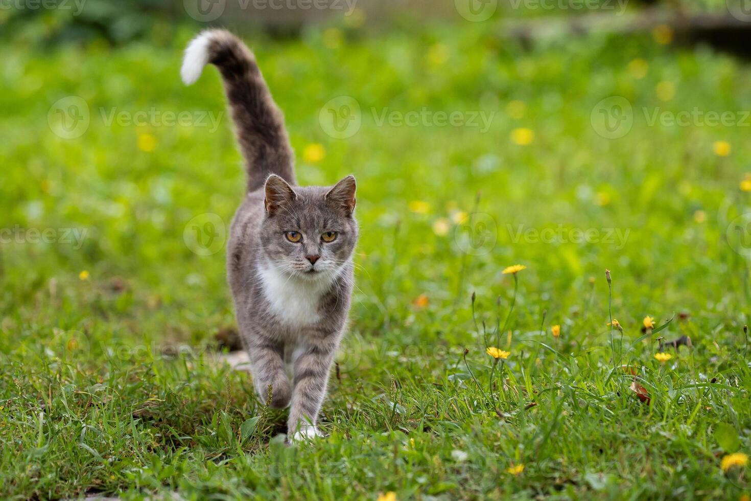 curious grey cat with a white tipped tail walks through a vibrant field of green and yellow wildflowers. photo