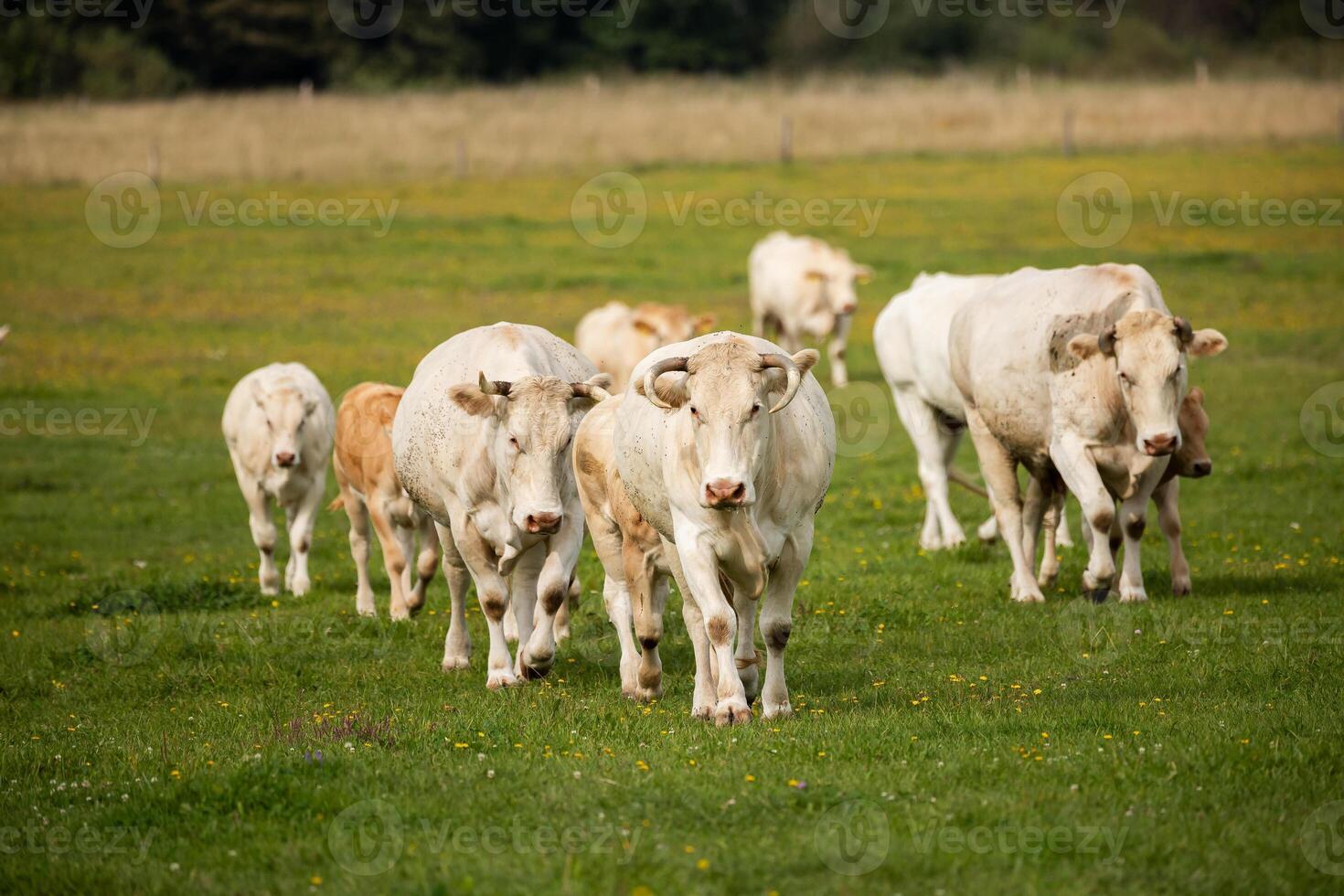 A herd of cows and calves walking towards the camera on a grassy field, with a forest backdrop. photo