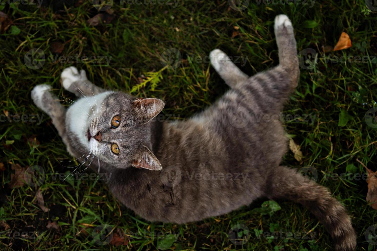 A grey cat lies on the grass, gazing up with wide eyes, surrounded by a natural environment of green grass and fallen leaves photo