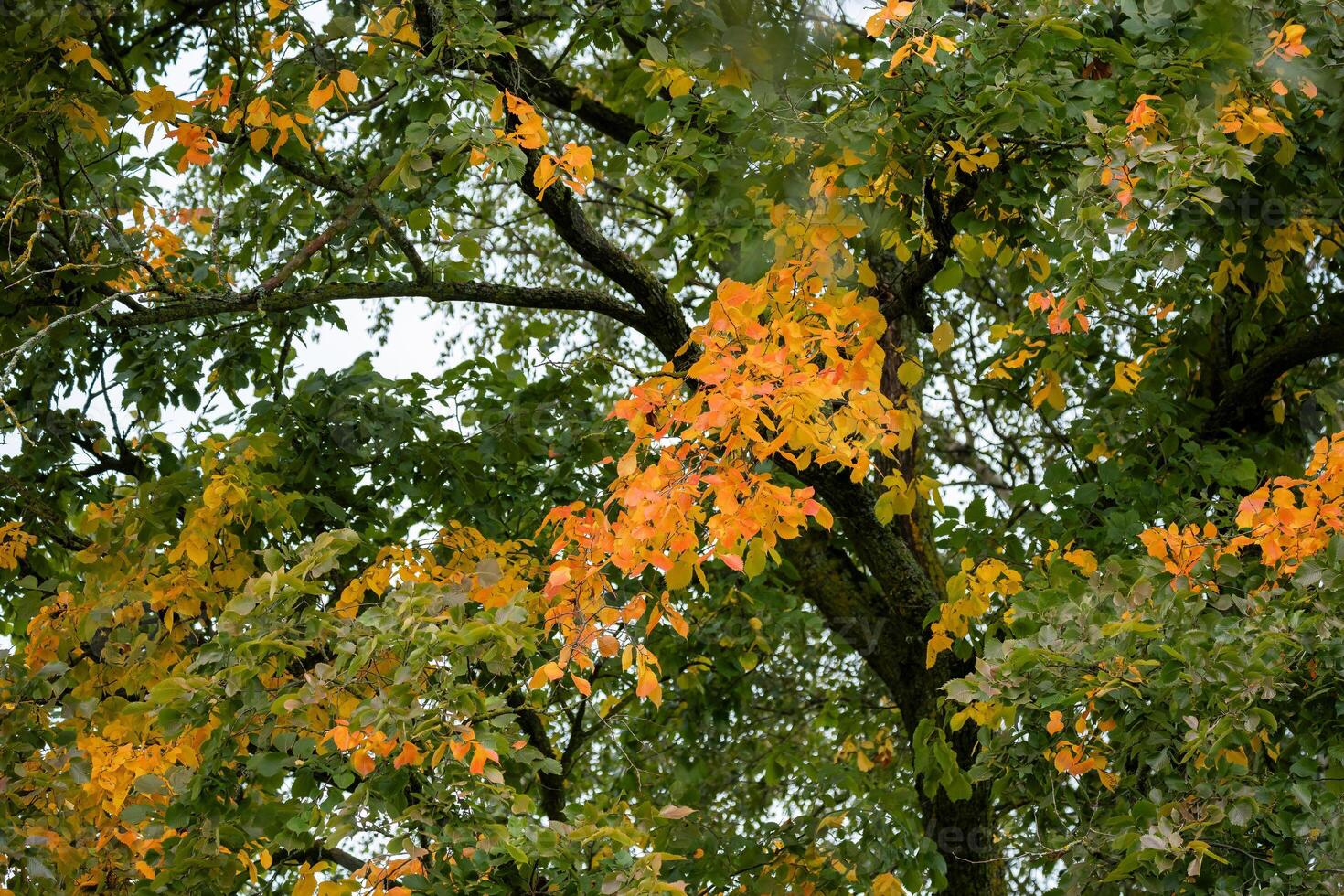 Colorful autumn leaves on a tree, transitioning from green to bright orange and yellow, captured in a close-up. photo