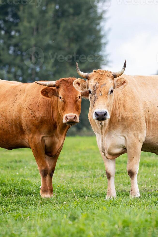 close up of two cows standing together in a field, highlighting the connection between animals and organic farming. photo
