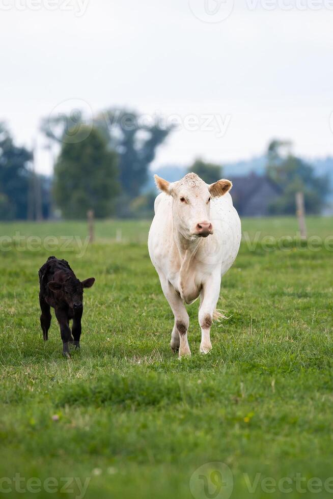 white cow and a black calf walk together across a pasture, symbolizing the nurturing environment of organic farming. photo