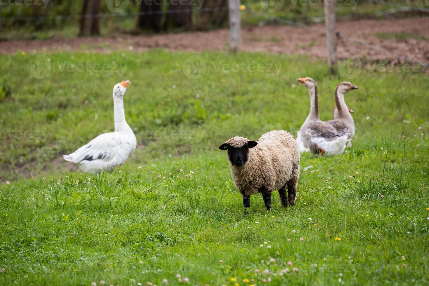 lone sheep stands in a green field while geese linger nearby, illustrating a peaceful rural scene on a farm. photo