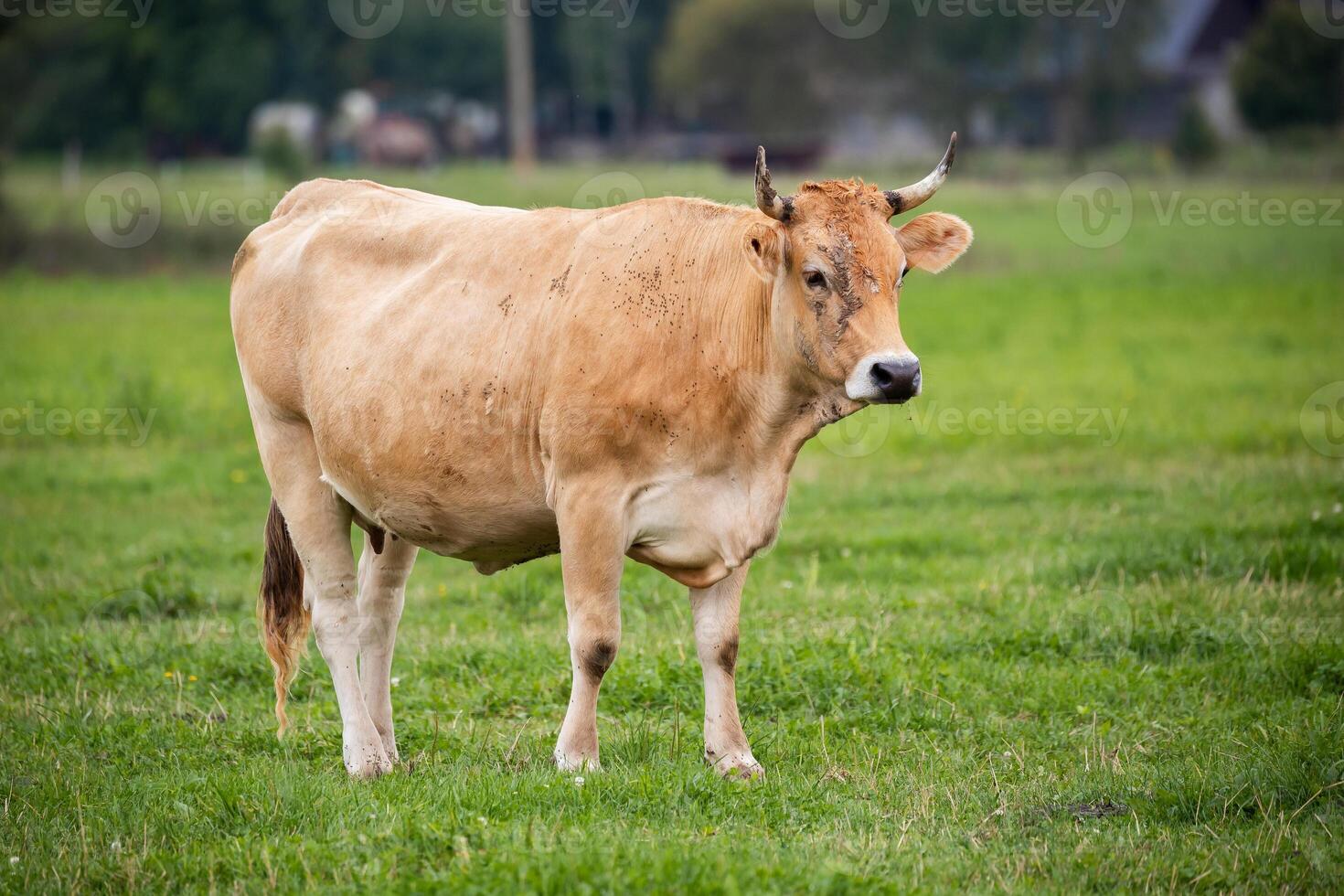 A tan cow with short horns standing on a lush pasture, looking directly at the camera. photo