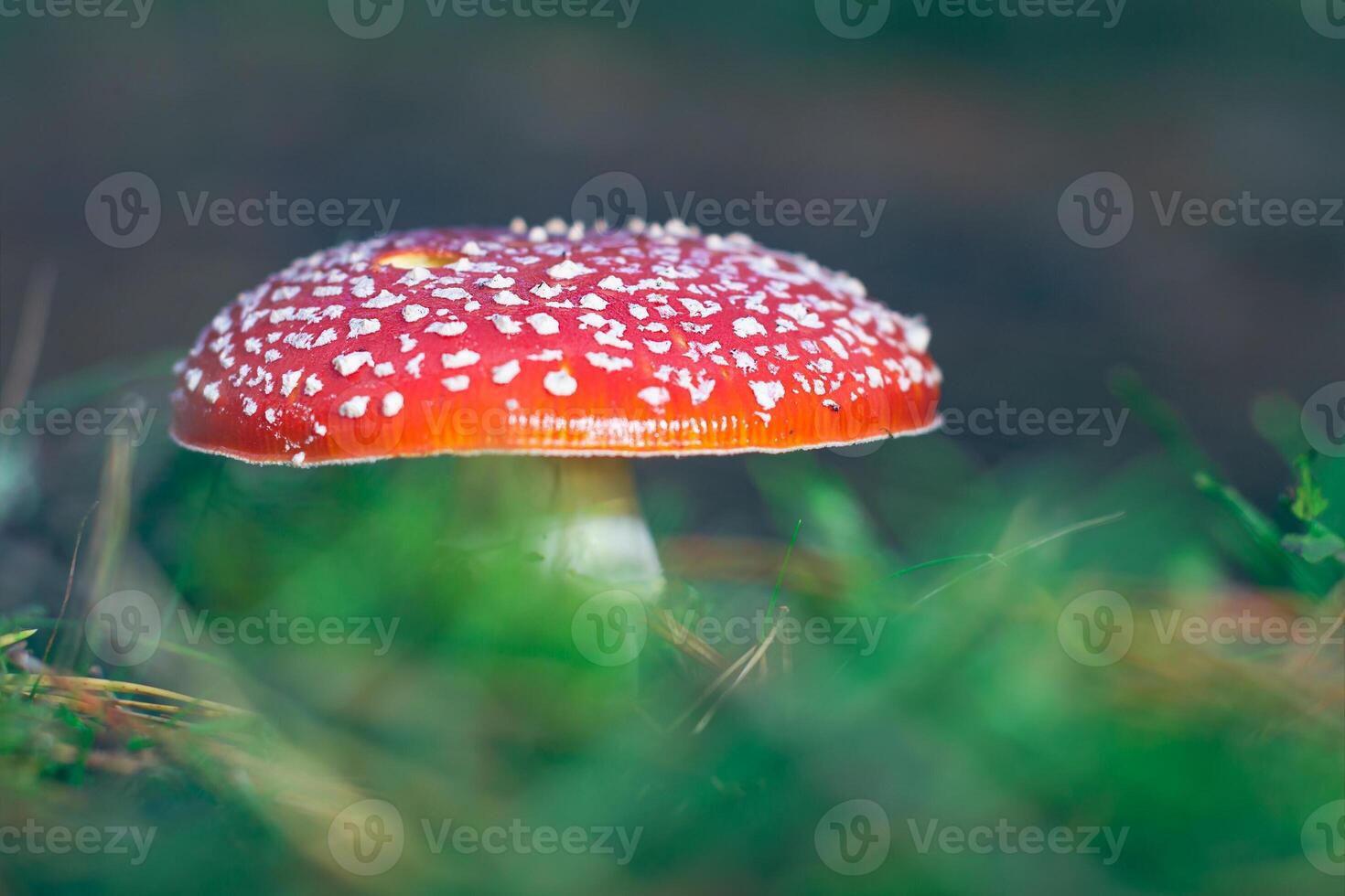 Mature Amanita Muscaria, Known as the Fly Agaric or Fly Amanita. Healing and Medicinal Mushroom with Red Cap Growing in Forest. Can Be Used for Micro Dosing, Spiritual Practices and Shaman Rituals photo