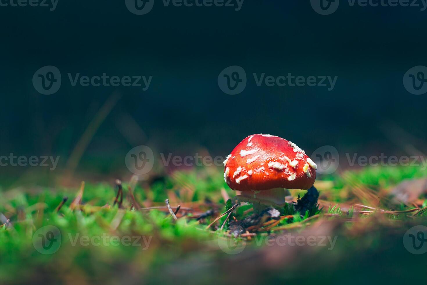 Young Amanita Muscaria, Known as the Fly Agaric or Fly Amanita. Healing and Medicinal Mushroom with Red Cap Growing in Forest. Can Be Used for Micro Dosing, Spiritual Practices and Shaman Rituals photo