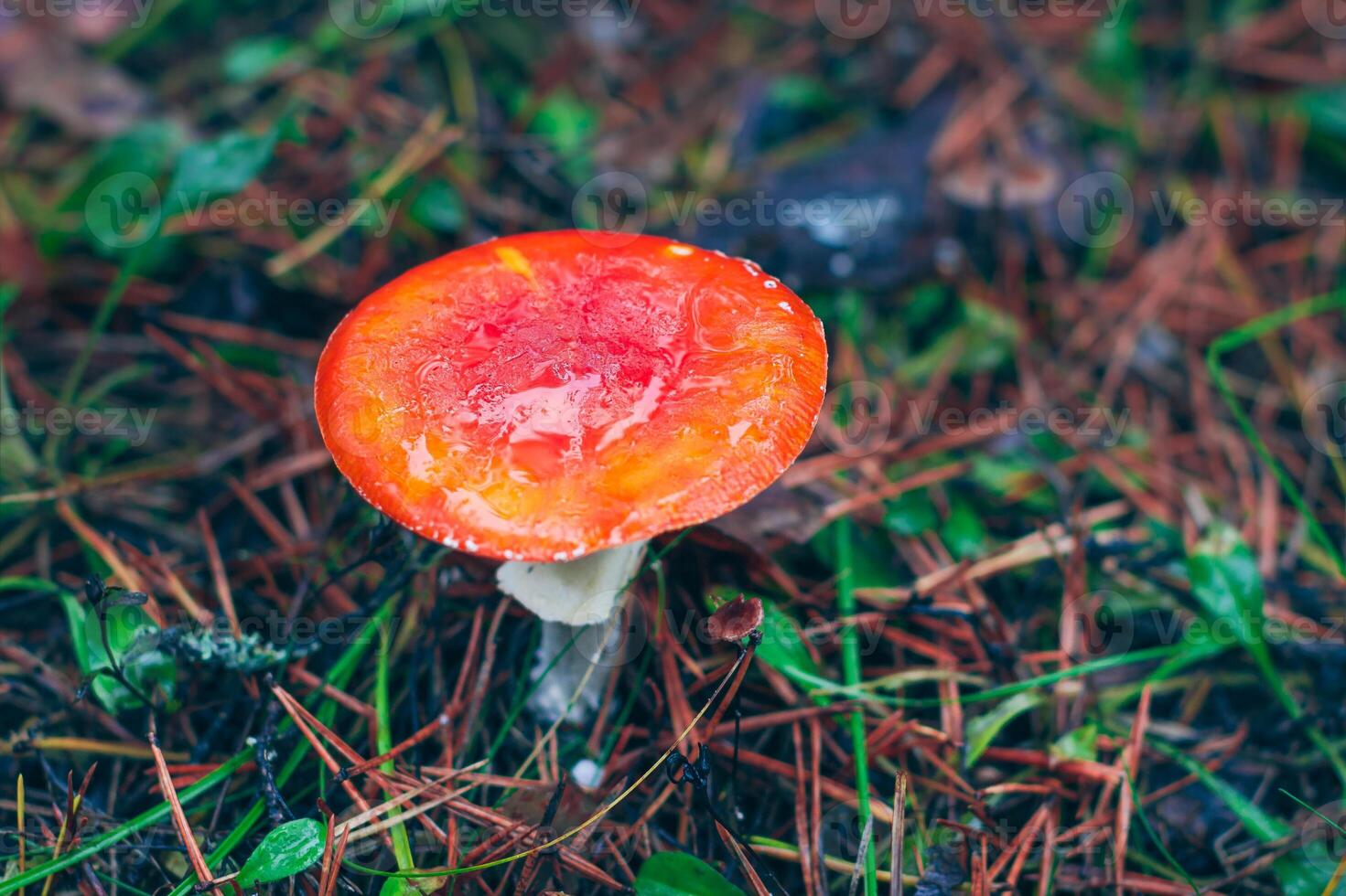 Mature Amanita Muscaria, Known as the Fly Agaric or Fly Amanita. Healing and Medicinal Mushroom with Red Cap Growing in Forest. Can Be Used for Micro Dosing, Spiritual Practices and Shaman Rituals photo