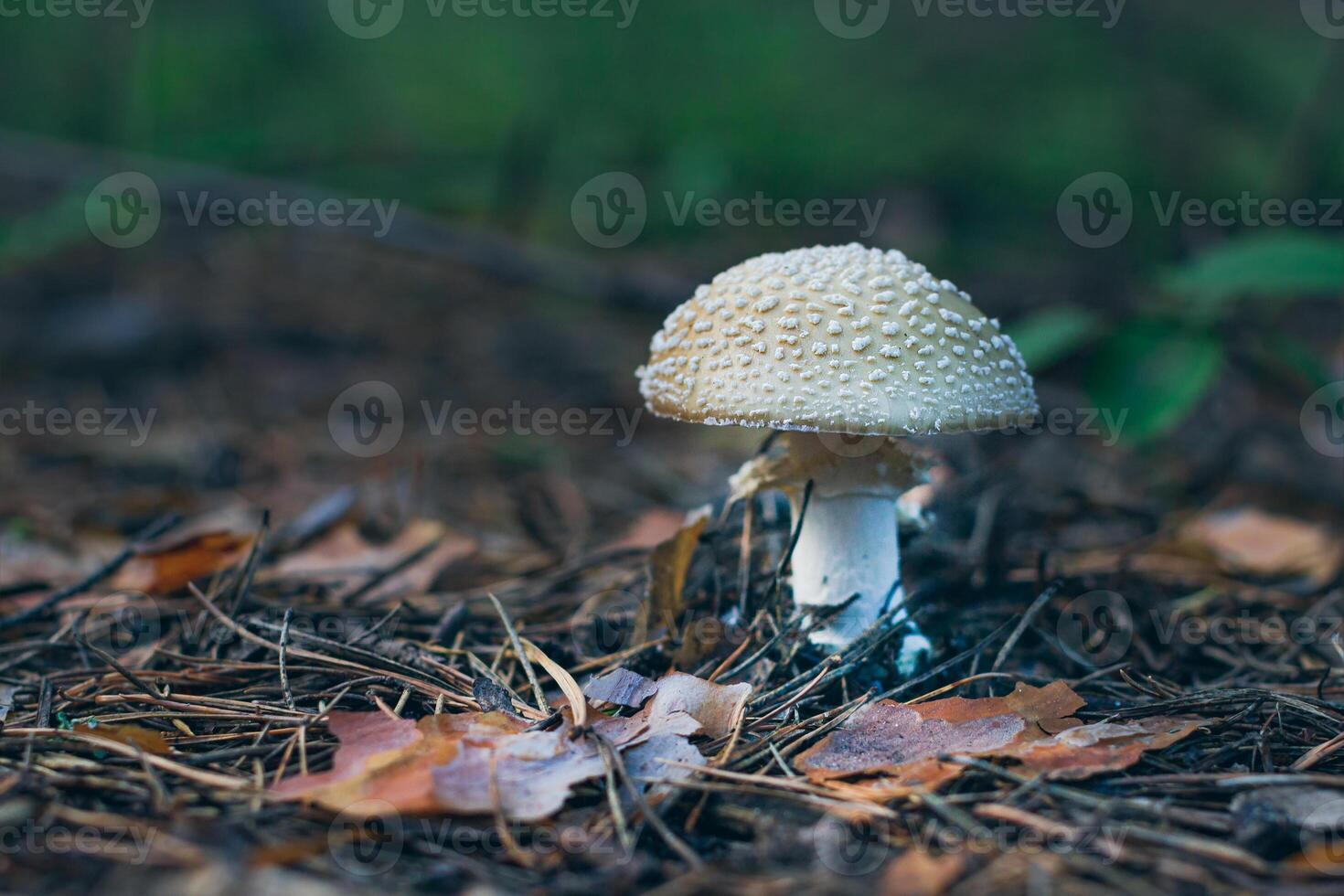 Amanita Pantherina, Known as the Panther Cap, False Blusher and Panther Amanita. Healing and Medicinal Mushroom Growing in Forest. Can Be Used for Micro Dosing, Spiritual Practices and Shaman Rituals photo