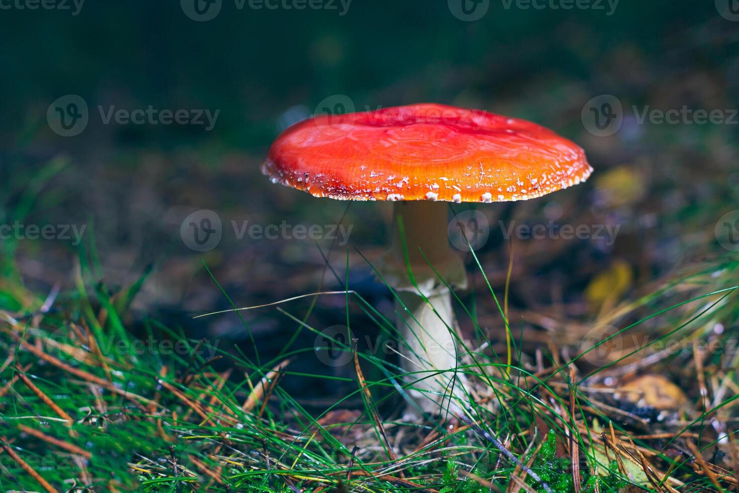 Mature Amanita Muscaria, Known as the Fly Agaric or Fly Amanita. Healing and Medicinal Mushroom with Red Cap Growing in Forest. Can Be Used for Micro Dosing, Spiritual Practices and Shaman Rituals photo