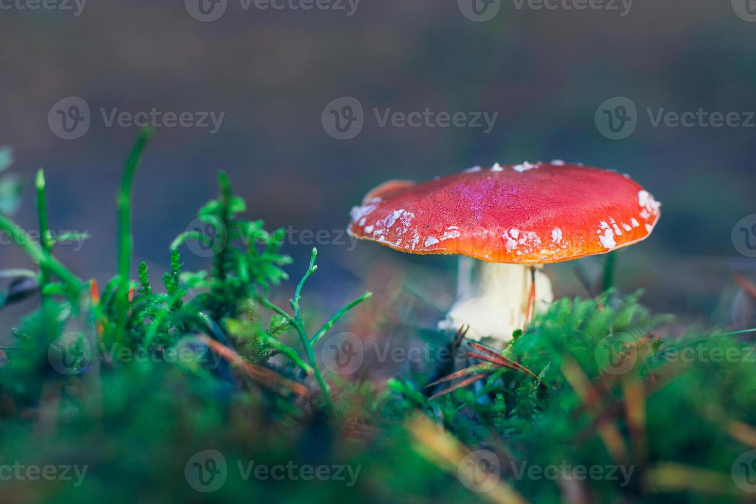 Amanita Muscaria, Known as the Fly Agaric or Fly Amanita. Healing and Medicinal Mushroom with Red Cap Growing in Forest. Can Be Used for Micro Dosing, Spiritual Practices and Shaman Rituals photo