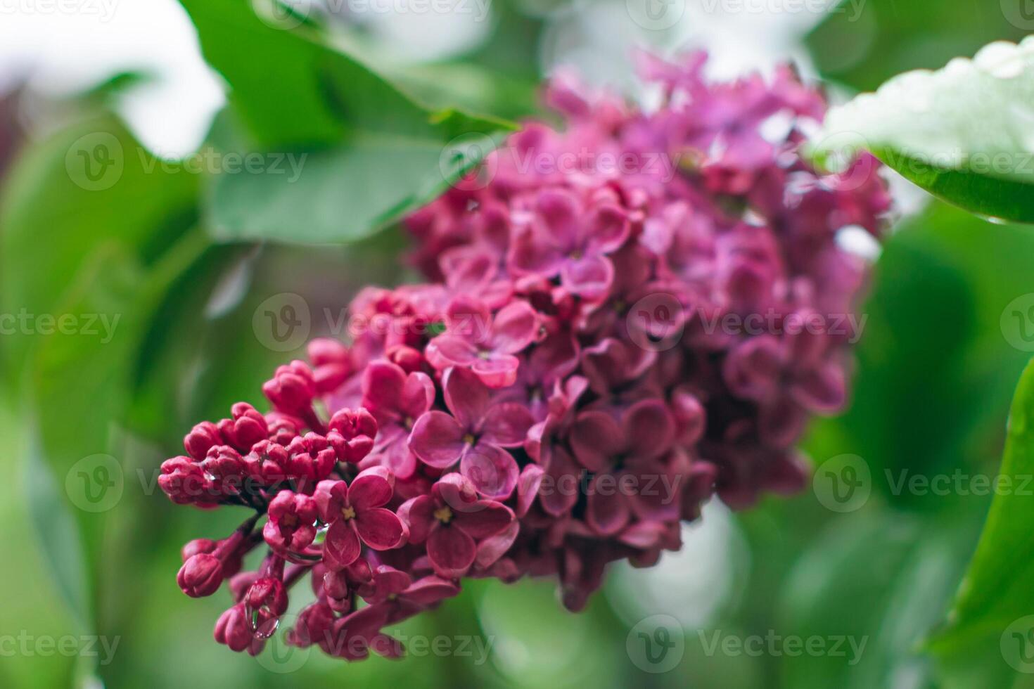 Lilac Branch Blooms in Spring at Daytime - Close-Up, Selective Focus, Soft Bokech. Violet Spring Flowers with Soft Aroma. Spring and Summer Gardening. Lilac Blossom. Purple Lilac Bush photo