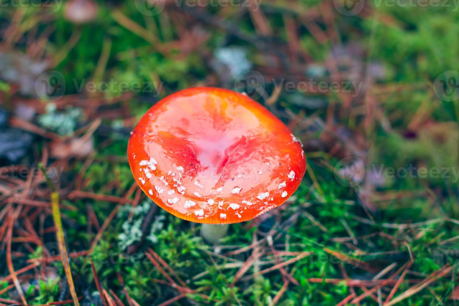 Mature Amanita Muscaria, Known as the Fly Agaric or Fly Amanita. Healing and Medicinal Mushroom with Red Cap Growing in Forest. Can Be Used for Micro Dosing, Spiritual Practices and Shaman Rituals photo