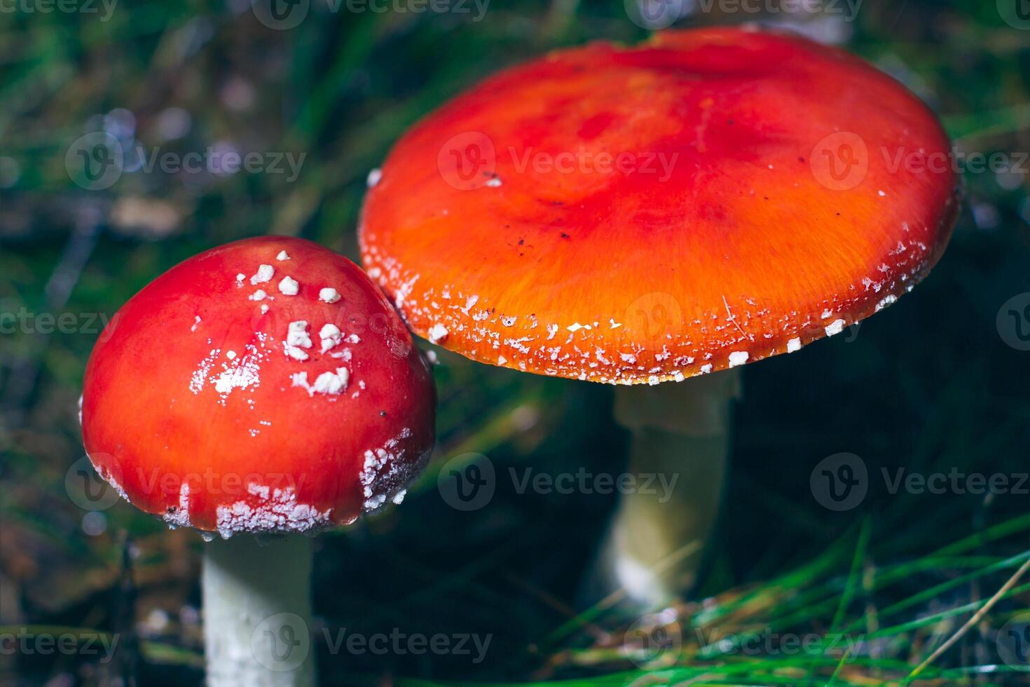 Two Amanita Muscaria, Known as the Fly Agaric or Fly Amanita. Healing and Medicinal Mushroom with Red Cap Growing in Forest. Can Be Used for Micro Dosing, Spiritual Practices and Shaman Rituals photo
