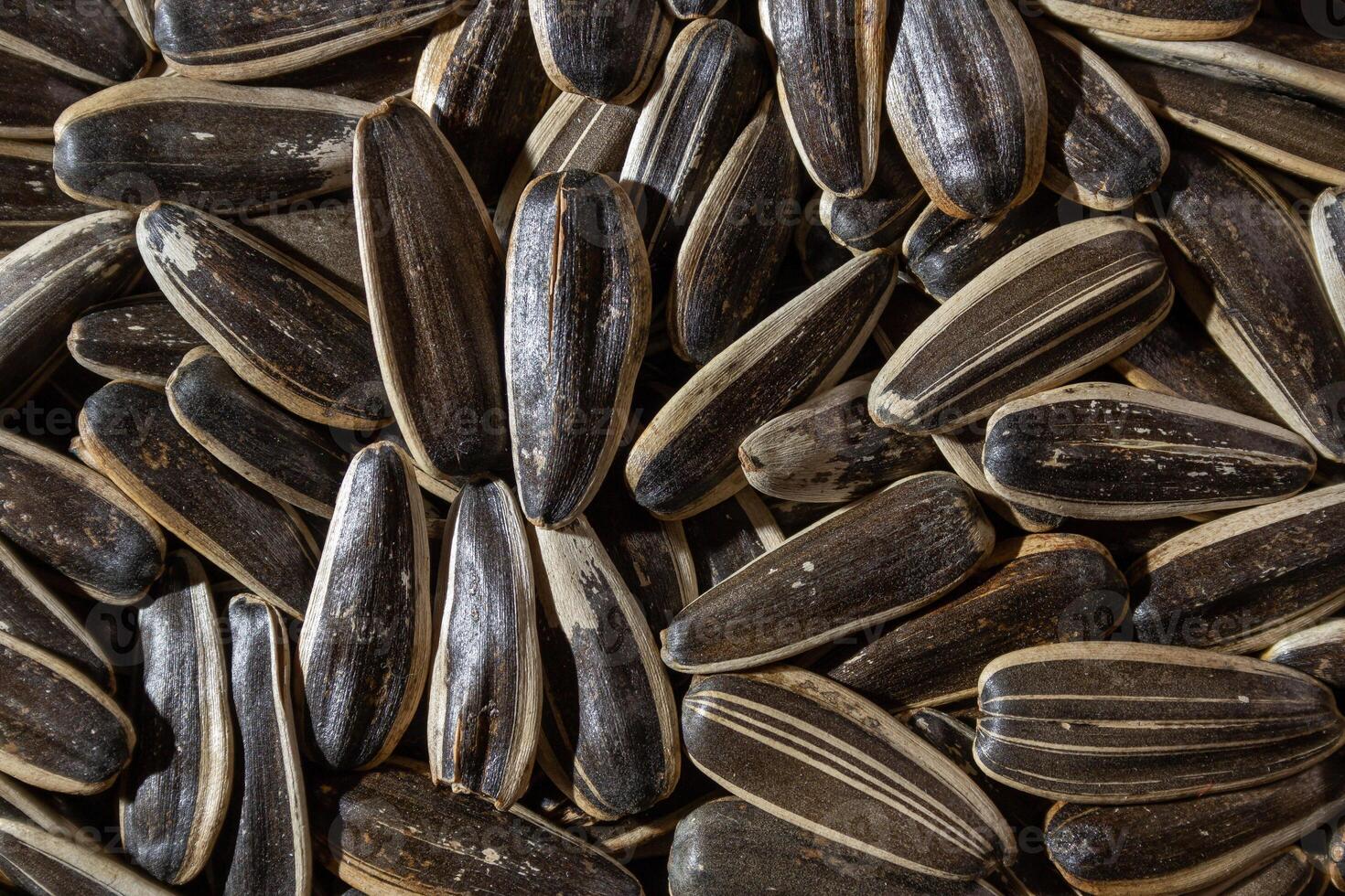 Non Salty Roasted Sunflower Seeds in Shell. A Culinary Canvas of Sunflower Kernels, Creating a Lively and Textured Background for Gourmet Cooking. Scattered Sun Flower Seeds - Top View, Flat Lay photo