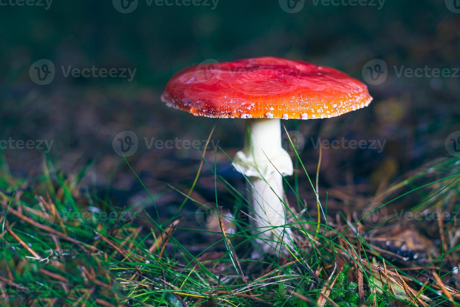 Mature Amanita Muscaria, Known as the Fly Agaric or Fly Amanita. Healing and Medicinal Mushroom with Red Cap Growing in Forest. Can Be Used for Micro Dosing, Spiritual Practices and Shaman Rituals photo