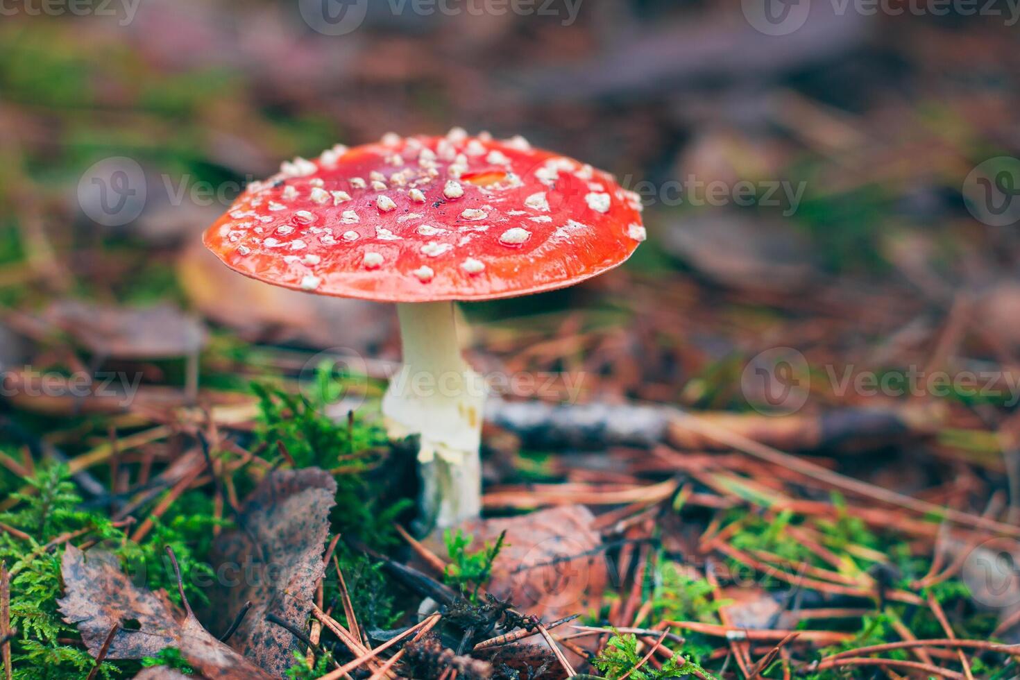 Mature Amanita Muscaria, Known as the Fly Agaric or Fly Amanita. Healing and Medicinal Mushroom with Red Cap Growing in Forest. Can Be Used for Micro Dosing, Spiritual Practices and Shaman Rituals photo