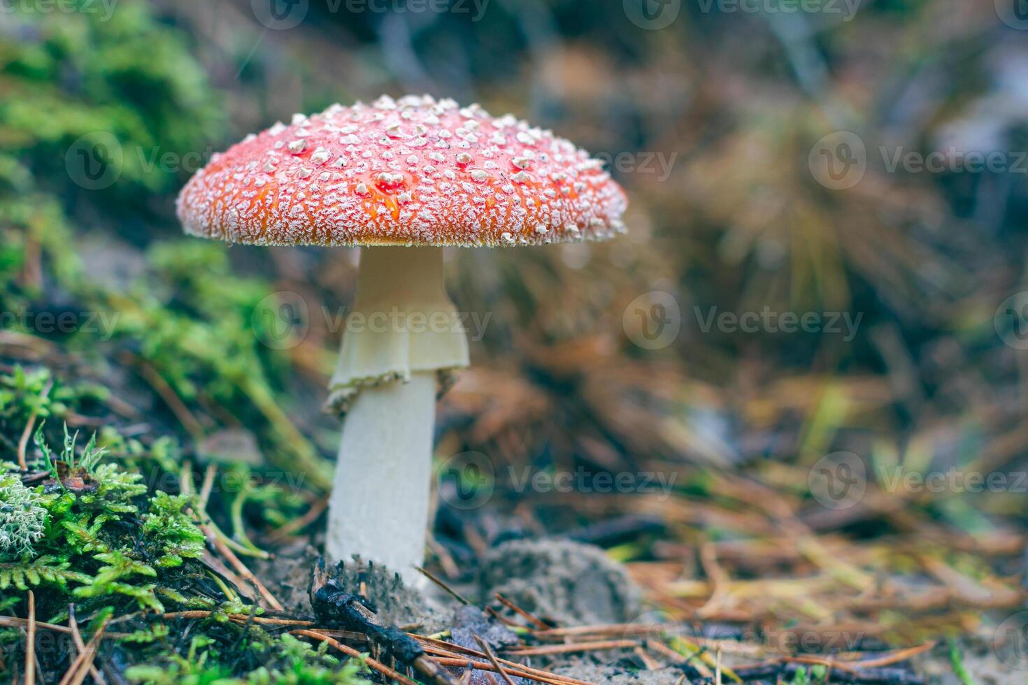 Mature Amanita Muscaria, Known as the Fly Agaric or Fly Amanita. Healing and Medicinal Mushroom with Red Cap Growing in Forest. Can Be Used for Micro Dosing, Spiritual Practices and Shaman Rituals photo