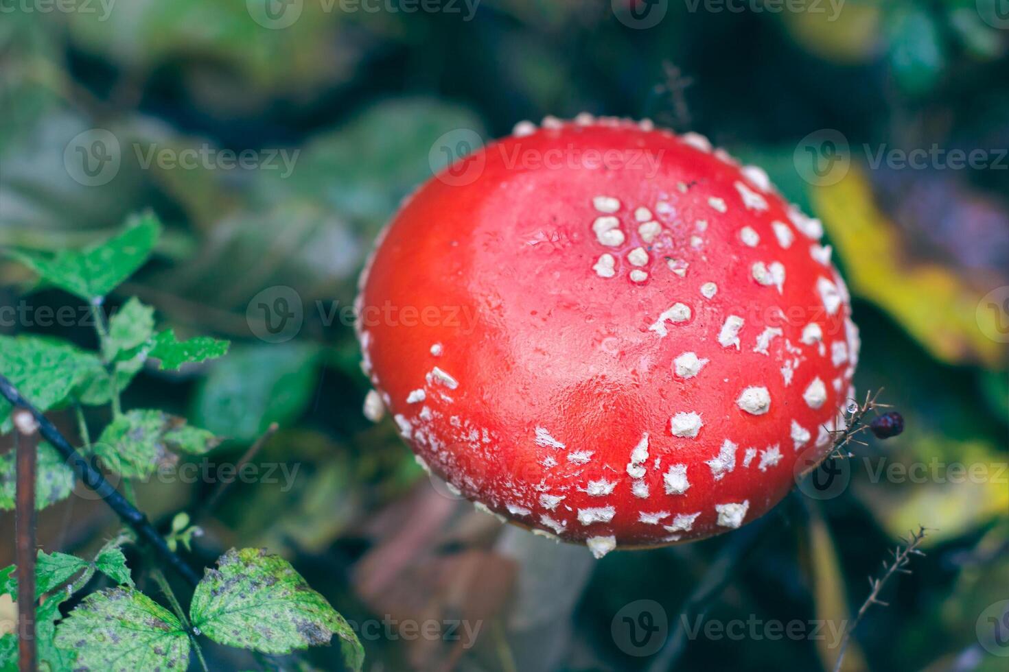 Mature Amanita Muscaria, Known as the Fly Agaric or Fly Amanita. Healing and Medicinal Mushroom with Red Cap Growing in Forest. Can Be Used for Micro Dosing, Spiritual Practices and Shaman Rituals photo