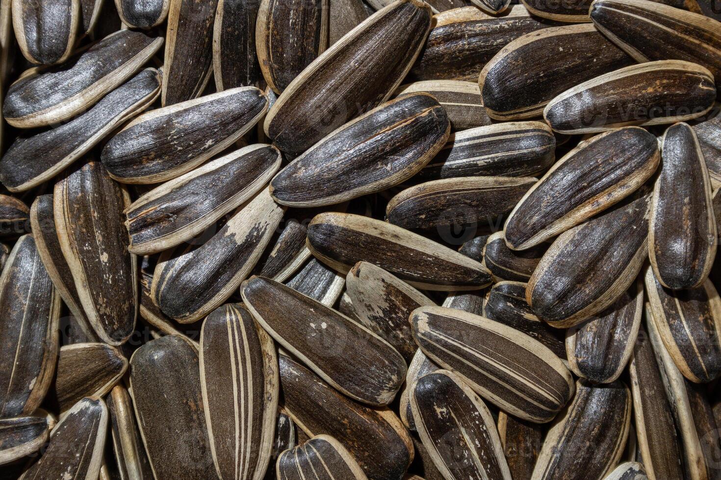 Non Salty Roasted Sunflower Seeds in Shell. A Culinary Canvas of Sunflower Kernels, Creating a Lively and Textured Background for Gourmet Cooking. Scattered Sun Flower Seeds - Top View, Flat Lay photo