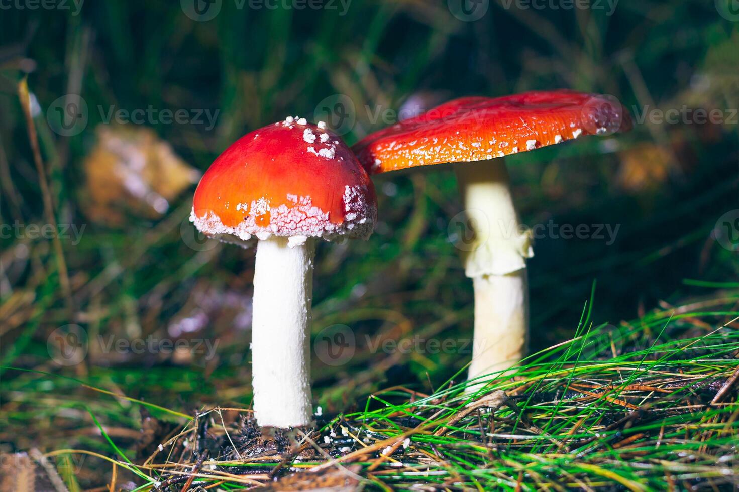 Two Amanita Muscaria, Known as the Fly Agaric or Fly Amanita. Healing and Medicinal Mushroom with Red Cap Growing in Forest. Can Be Used for Micro Dosing, Spiritual Practices and Shaman Rituals photo
