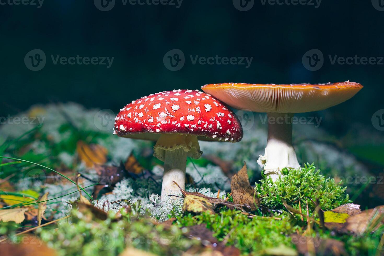 Mature Amanita Muscaria, Known as the Fly Agaric or Fly Amanita. Healing and Medicinal Mushroom with Red Cap Growing in Forest. Can Be Used for Micro Dosing, Spiritual Practices and Shaman Rituals photo