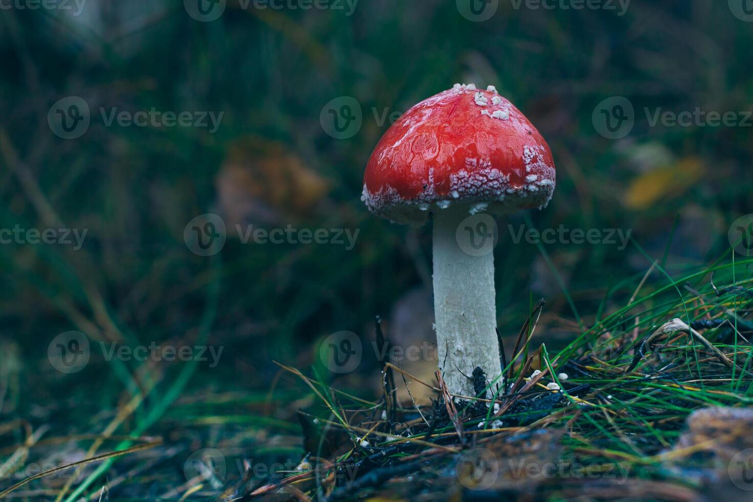 Young Amanita Muscaria, Known as the Fly Agaric or Fly Amanita. Healing and Medicinal Mushroom with Red Cap Growing in Forest. Can Be Used for Micro Dosing, Spiritual Practices and Shaman Rituals photo