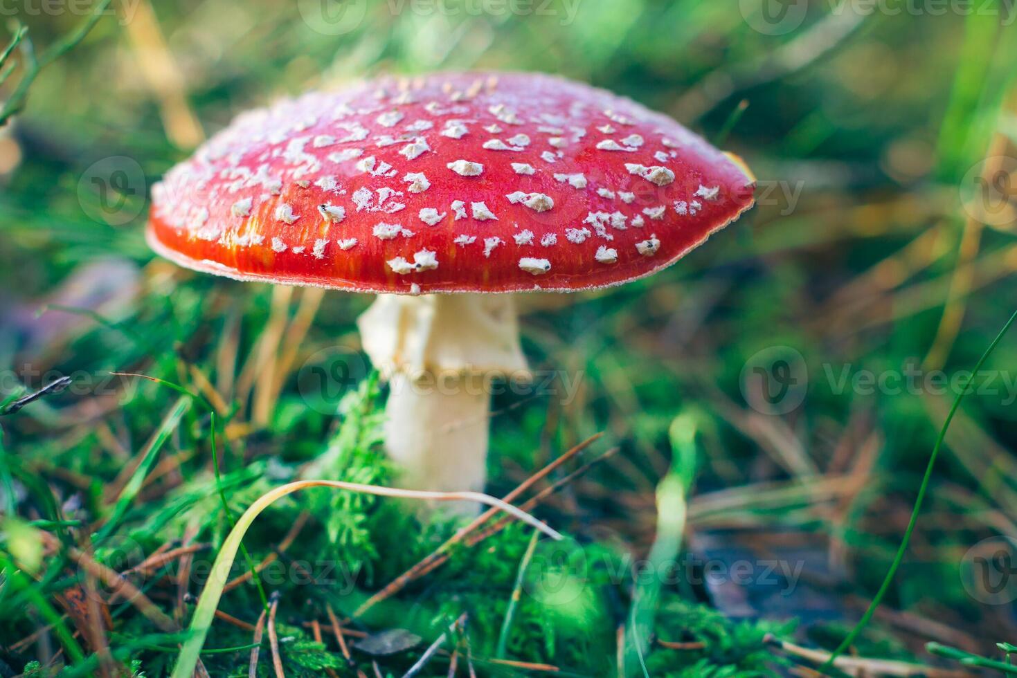 Mature Amanita Muscaria, Known as the Fly Agaric or Fly Amanita. Healing and Medicinal Mushroom with Red Cap Growing in Forest. Can Be Used for Micro Dosing, Spiritual Practices and Shaman Rituals photo