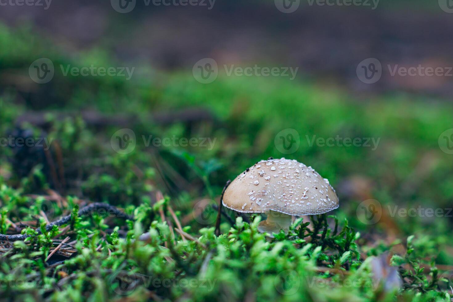 Amanita Pantherina, Known as the Panther Cap, False Blusher and Panther Amanita. Healing and Medicinal Mushroom Growing in Forest. Can Be Used for Micro Dosing, Spiritual Practices and Shaman Rituals photo
