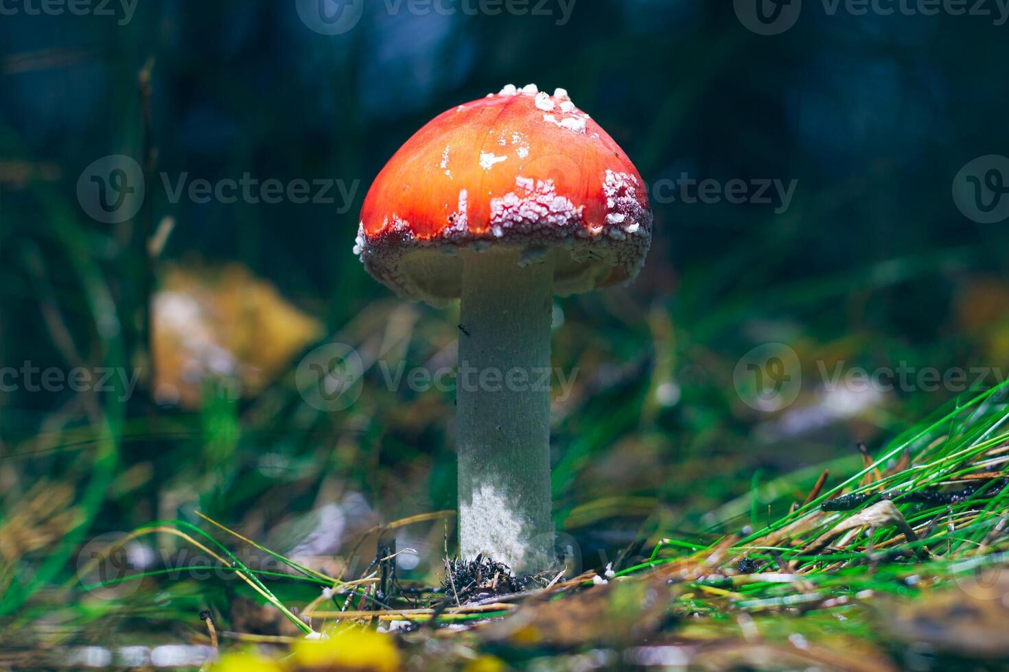 Young Amanita Muscaria, Known as the Fly Agaric or Fly Amanita. Healing and Medicinal Mushroom with Red Cap Growing in Forest. Can Be Used for Micro Dosing, Spiritual Practices and Shaman Rituals photo