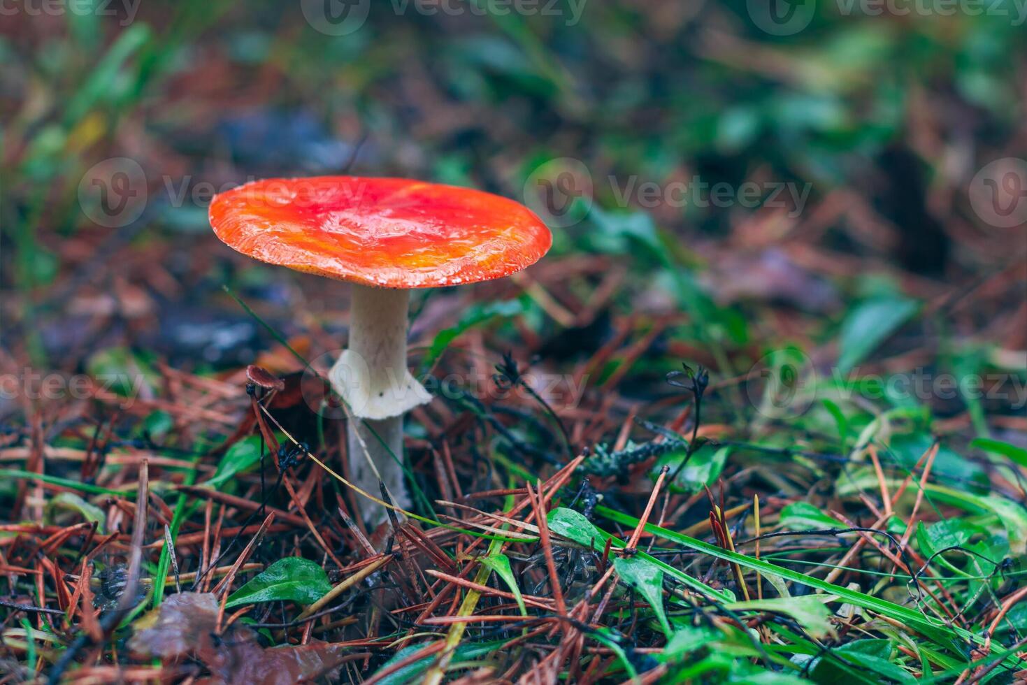 Mature Amanita Muscaria, Known as the Fly Agaric or Fly Amanita. Healing and Medicinal Mushroom with Red Cap Growing in Forest. Can Be Used for Micro Dosing, Spiritual Practices and Shaman Rituals photo