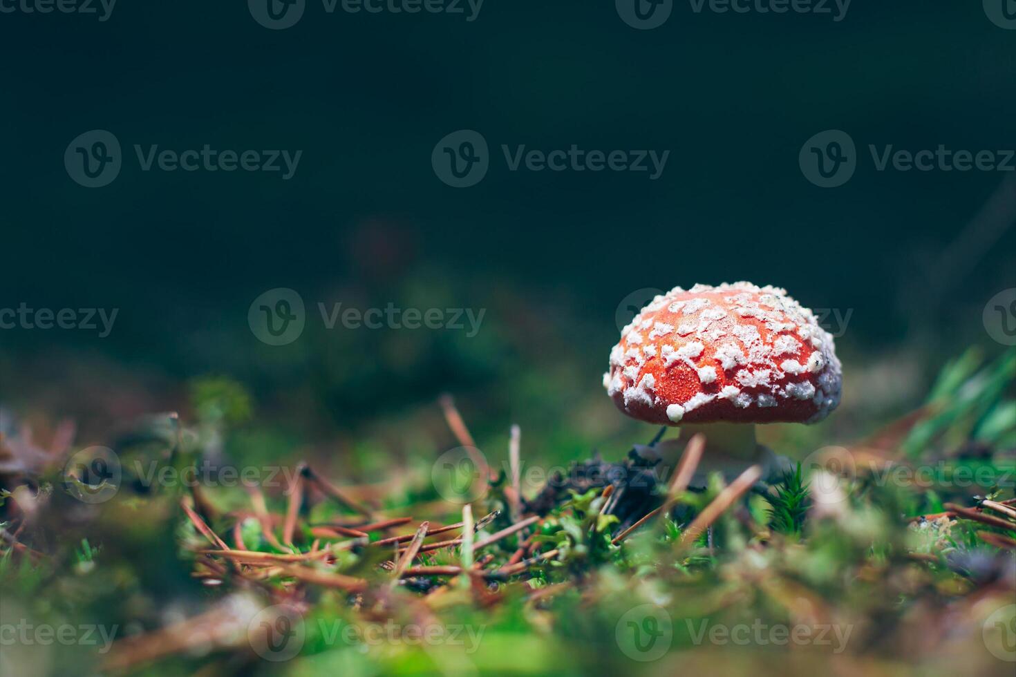 Young Amanita Muscaria, Known as the Fly Agaric or Fly Amanita. Healing and Medicinal Mushroom with Red Cap Growing in Forest. Can Be Used for Micro Dosing, Spiritual Practices and Shaman Rituals photo