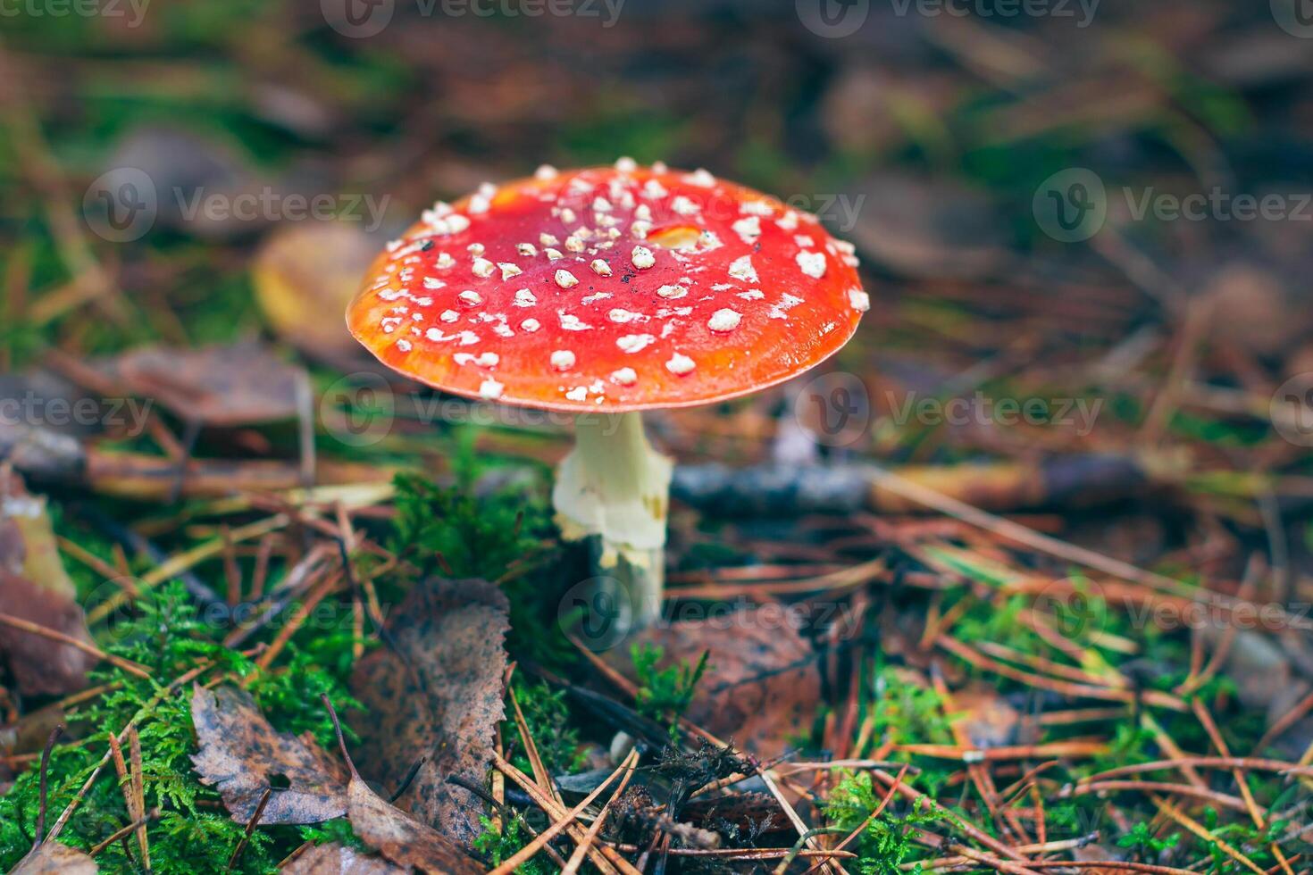 Amanita Muscaria, Known as the Fly Agaric or Fly Amanita. Healing and Medicinal Mushroom with Red Cap Growing in Forest. Can Be Used for Micro Dosing, Spiritual Practices and Shaman Rituals photo