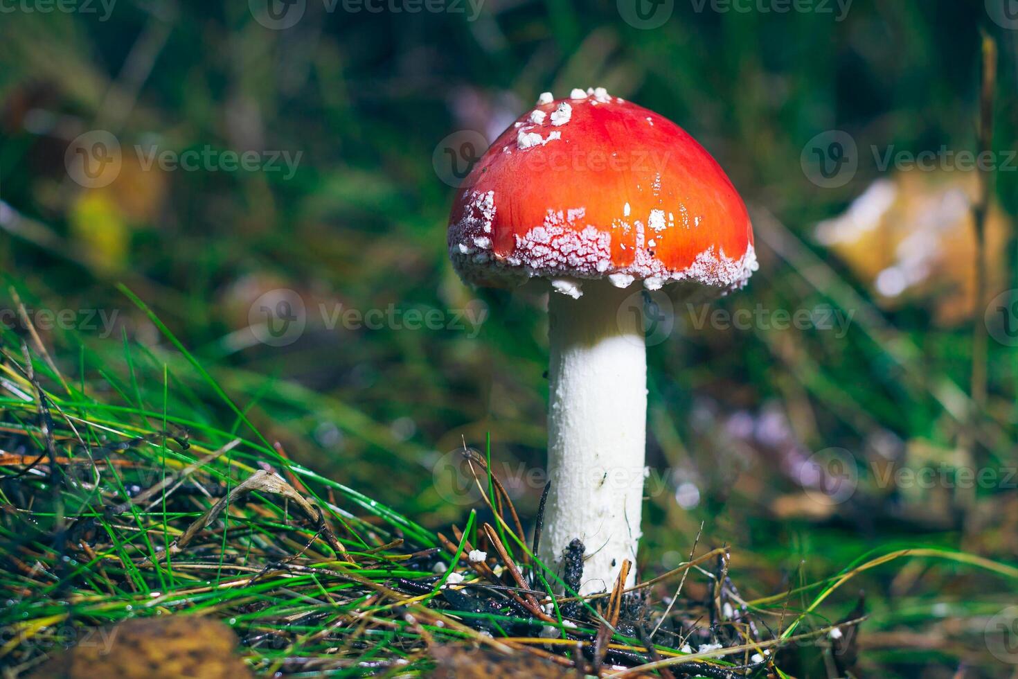Young Amanita Muscaria, Known as the Fly Agaric or Fly Amanita. Healing and Medicinal Mushroom with Red Cap Growing in Forest. Can Be Used for Micro Dosing, Spiritual Practices and Shaman Rituals photo
