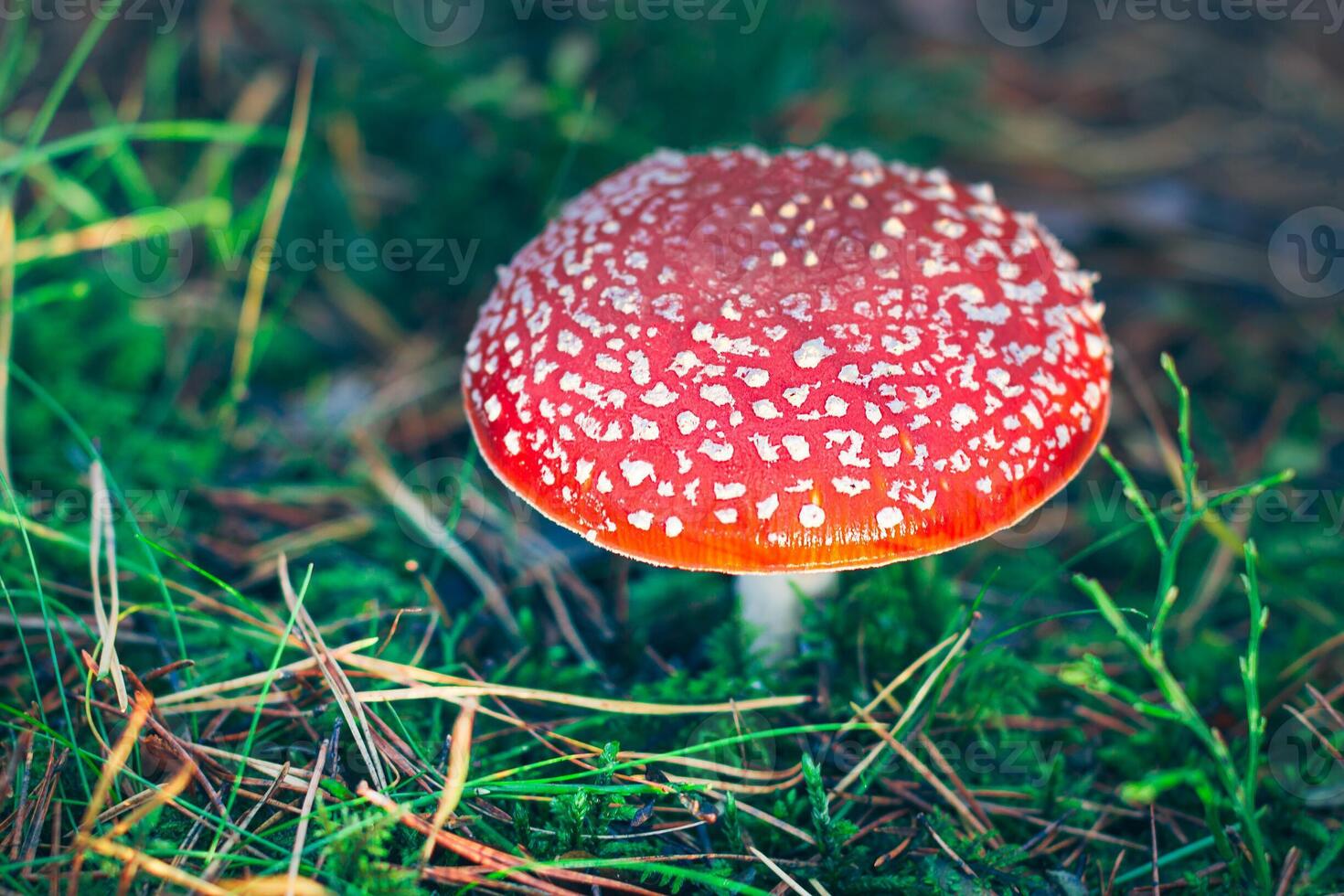 Mature Amanita Muscaria, Known as the Fly Agaric or Fly Amanita. Healing and Medicinal Mushroom with Red Cap Growing in Forest. Can Be Used for Micro Dosing, Spiritual Practices and Shaman Rituals photo