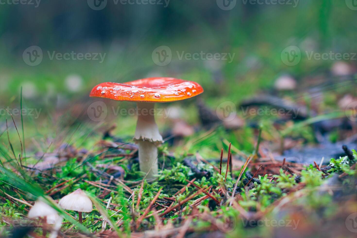 Mature Amanita Muscaria, Known as the Fly Agaric or Fly Amanita. Healing and Medicinal Mushroom with Red Cap Growing in Forest. Can Be Used for Micro Dosing, Spiritual Practices and Shaman Rituals photo