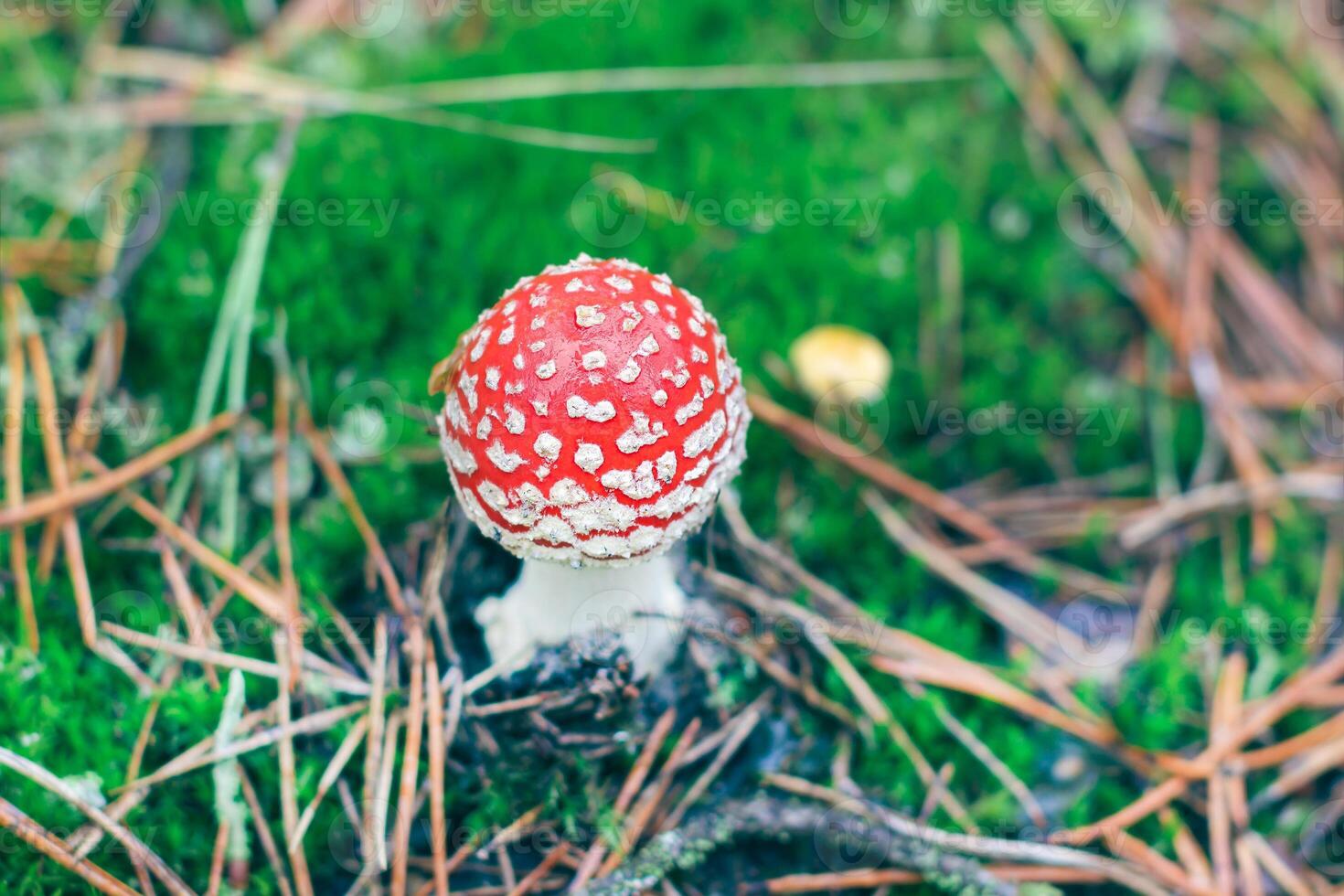 Young Amanita Muscaria, Known as the Fly Agaric or Fly Amanita. Healing and Medicinal Mushroom with Red Cap Growing in Forest. Can Be Used for Micro Dosing, Spiritual Practices and Shaman Rituals photo