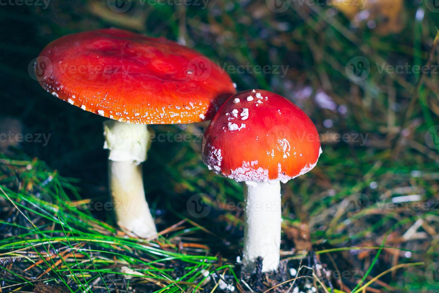 Two Amanita Muscaria, Known as the Fly Agaric or Fly Amanita. Healing and Medicinal Mushroom with Red Cap Growing in Forest. Can Be Used for Micro Dosing, Spiritual Practices and Shaman Rituals photo
