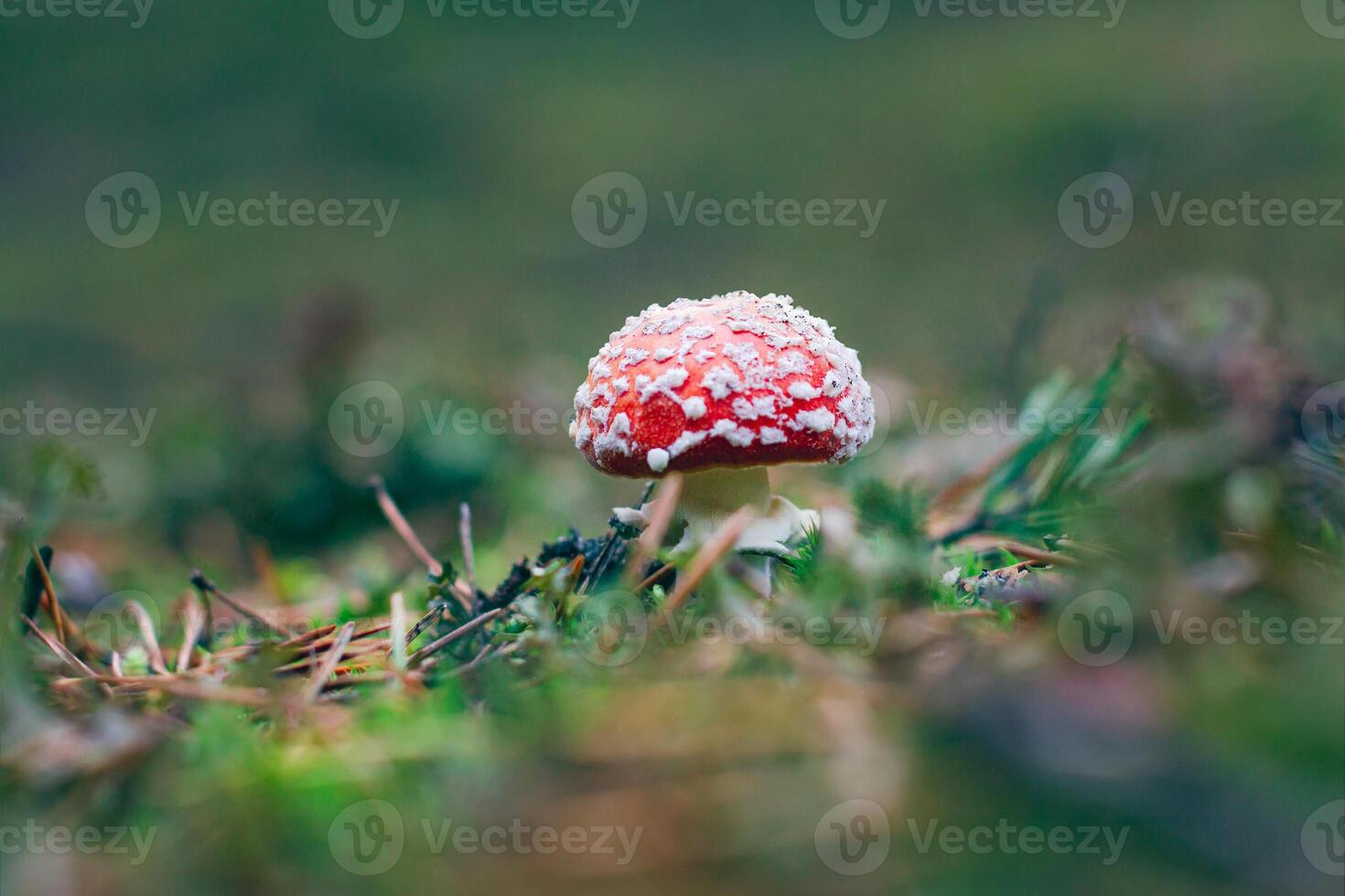 Young Amanita Muscaria, Known as the Fly Agaric or Fly Amanita. Healing and Medicinal Mushroom with Red Cap Growing in Forest. Can Be Used for Micro Dosing, Spiritual Practices and Shaman Rituals photo
