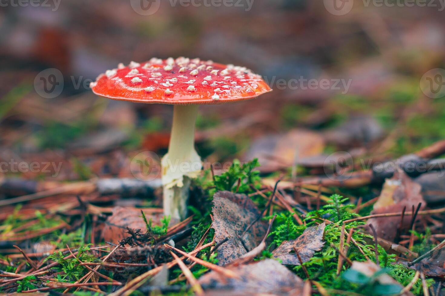 Mature Amanita Muscaria, Known as the Fly Agaric or Fly Amanita. Healing and Medicinal Mushroom with Red Cap Growing in Forest. Can Be Used for Micro Dosing, Spiritual Practices and Shaman Rituals photo