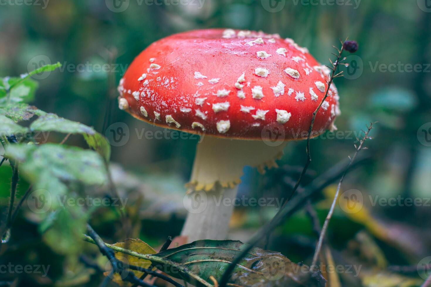 Mature Amanita Muscaria, Known as the Fly Agaric or Fly Amanita. Healing and Medicinal Mushroom with Red Cap Growing in Forest. Can Be Used for Micro Dosing, Spiritual Practices and Shaman Rituals photo