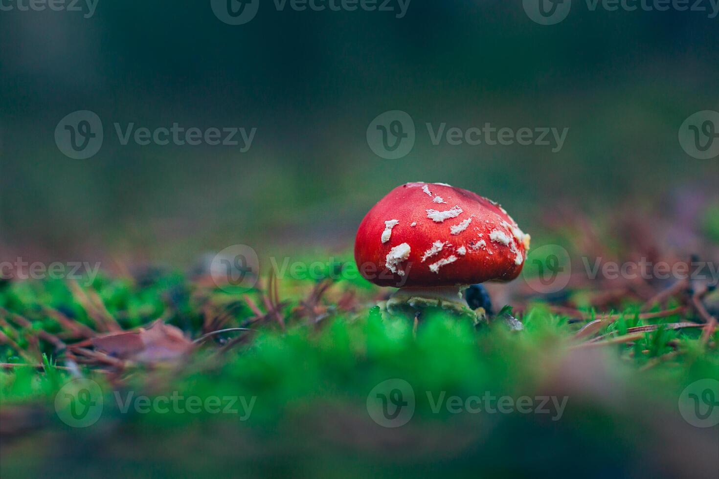 Young Amanita Muscaria, Known as the Fly Agaric or Fly Amanita. Healing and Medicinal Mushroom with Red Cap Growing in Forest. Can Be Used for Micro Dosing, Spiritual Practices and Shaman Rituals photo
