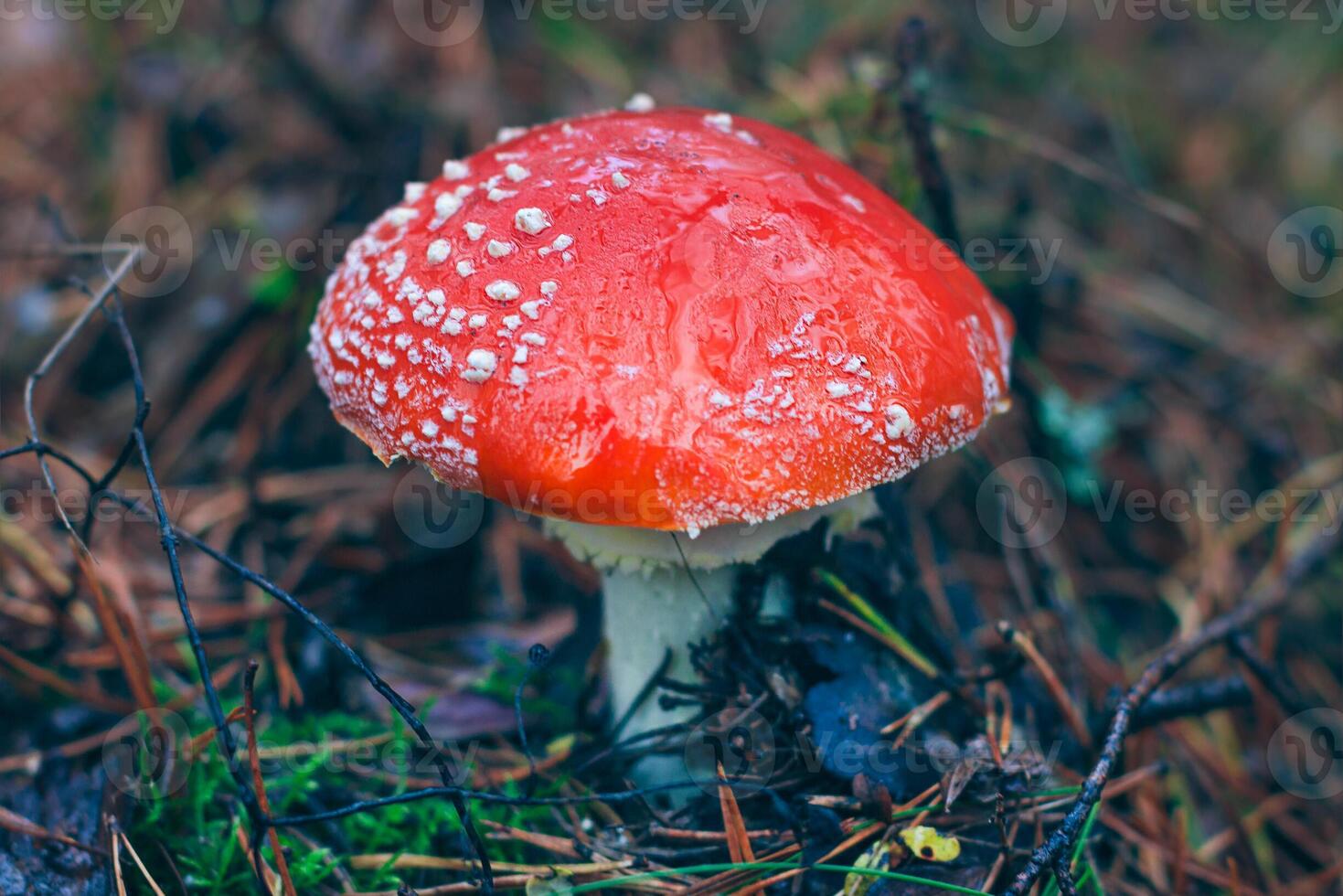 Mature Amanita Muscaria, Known as the Fly Agaric or Fly Amanita. Healing and Medicinal Mushroom with Red Cap Growing in Forest. Can Be Used for Micro Dosing, Spiritual Practices and Shaman Rituals photo