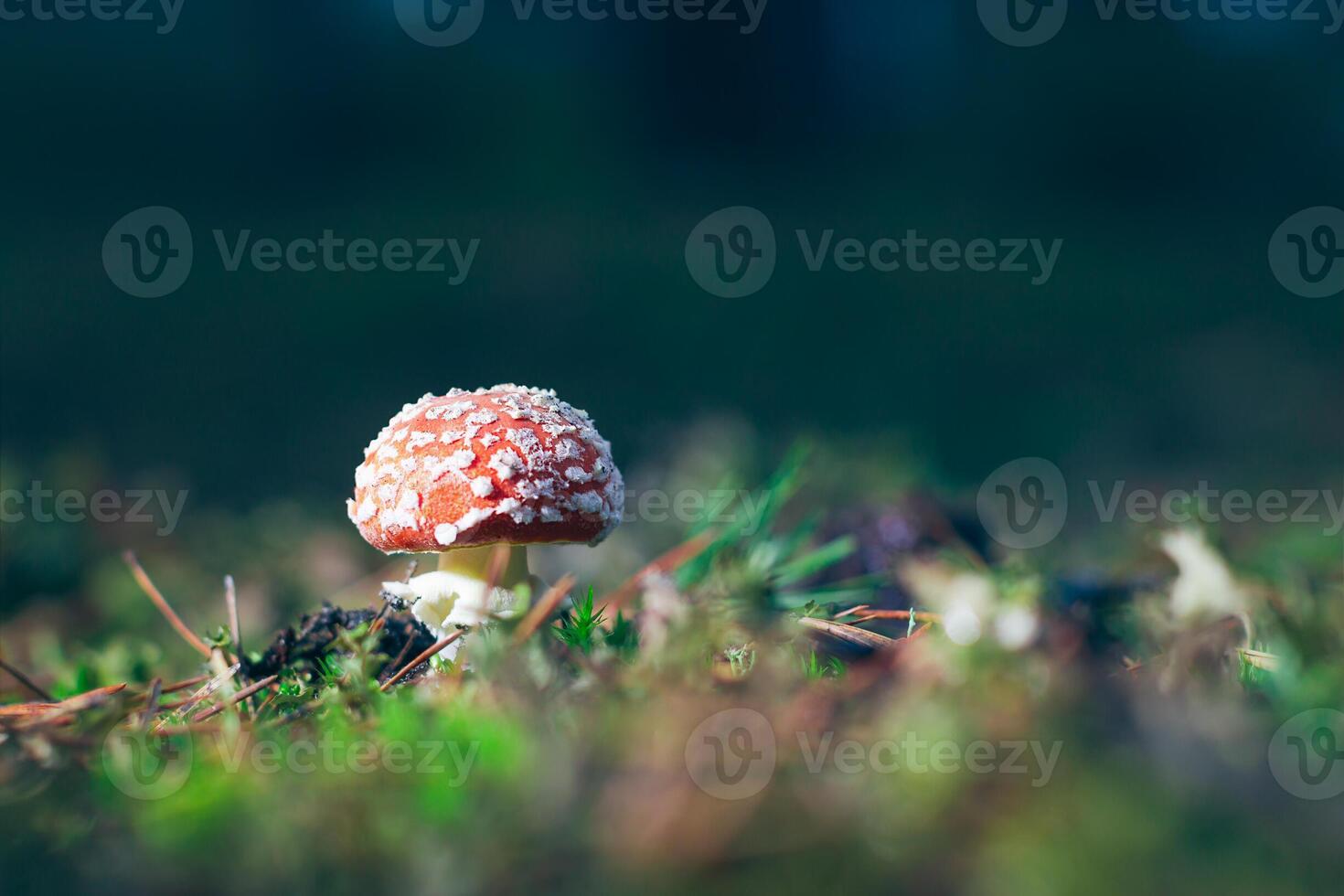 Young Amanita Muscaria, Known as the Fly Agaric or Fly Amanita. Healing and Medicinal Mushroom with Red Cap Growing in Forest. Can Be Used for Micro Dosing, Spiritual Practices and Shaman Rituals photo