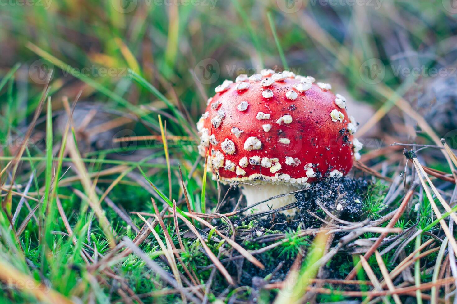 Young Amanita Muscaria, Known as the Fly Agaric or Fly Amanita. Healing and Medicinal Mushroom with Red Cap Growing in Forest. Can Be Used for Micro Dosing, Spiritual Practices and Shaman Rituals photo